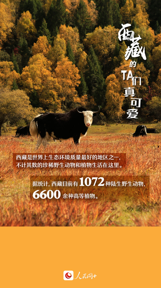 近距離觀察西藏“萌物”，走起！